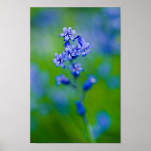 Poster de fleurs Bluebell