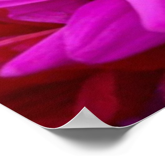 Poster de fleurs colorées (Coin)