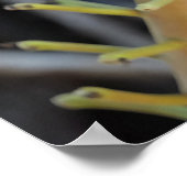 Poster de fleurs d'arbre de canonball (Coin)