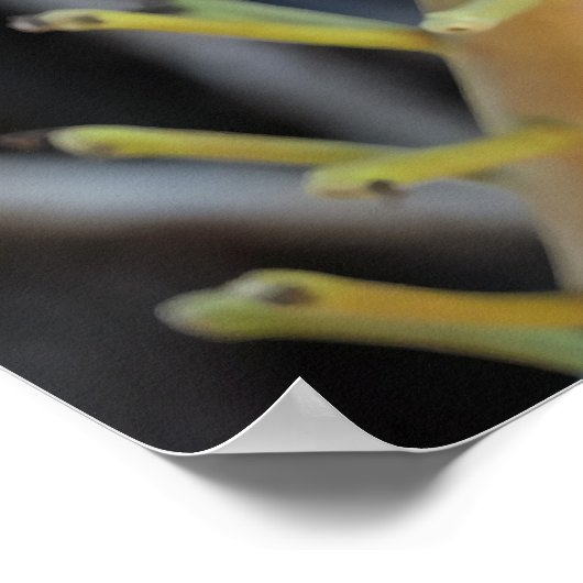 Poster de fleurs d'arbre de canonball (Coin)