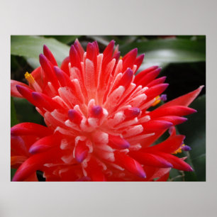 Poster de fleurs de bromeliad