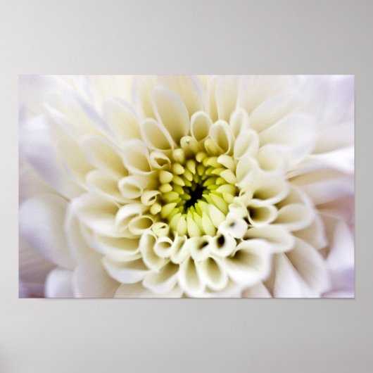 Poster de fleurs de Chyrsanthemum blanc (Devant)