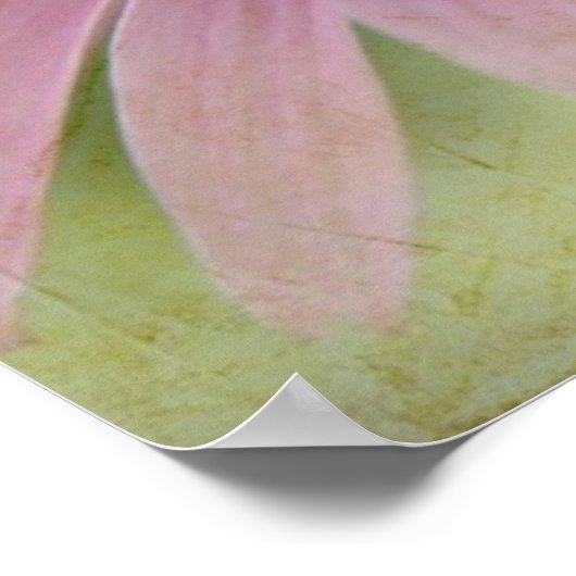 Poster de fleurs de cône (Coin)