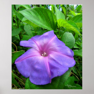 Poster de fleurs de gloire violet le matin