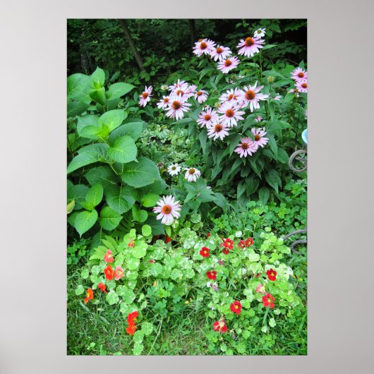 Poster de fleurs de jardin Conflower Nasturtium (Devant)