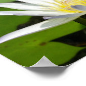 Poster de fleurs de lotus blanc (Coin)