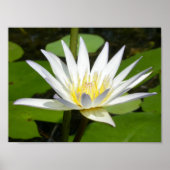Poster de fleurs de lotus blanc (Devant)
