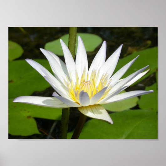 Poster de fleurs de lotus blanc (Devant)