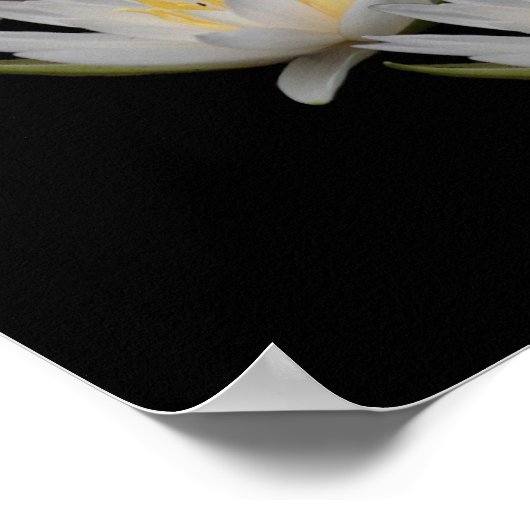 Poster de fleurs de lotus d'eau (Coin)