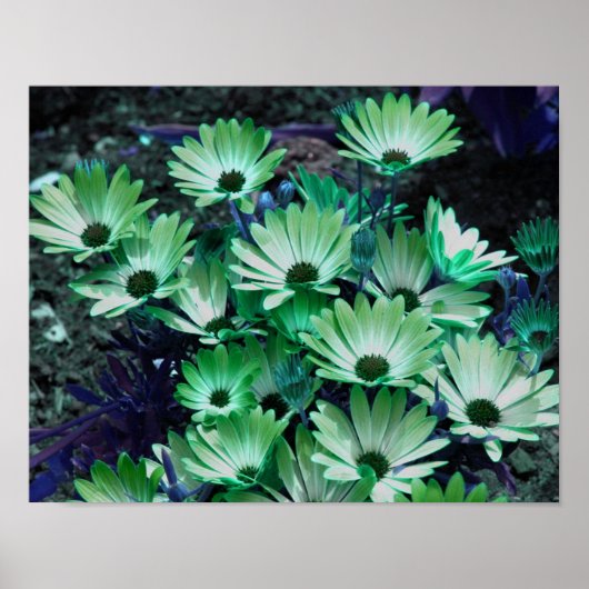Poster de fleurs de marguerites africaines vertes (Devant)