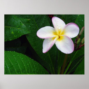Poster de fleurs de Plumeria Hawaii jaune et blanc