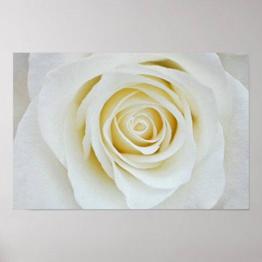 Poster de fleurs de rose blanche (Devant)