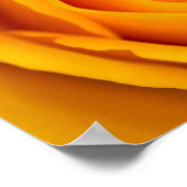 Poster de fleurs de rose jaune (Coin)