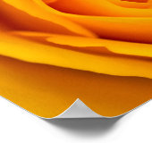 Poster de fleurs de rose jaune (Coin)