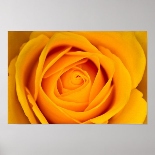 Poster de fleurs de rose jaune (Devant)