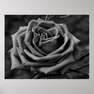 Poster de fleurs de rose noire et blanche