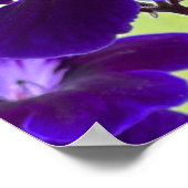 Poster de fleurs de Streptocarpus pourpre (Coin)