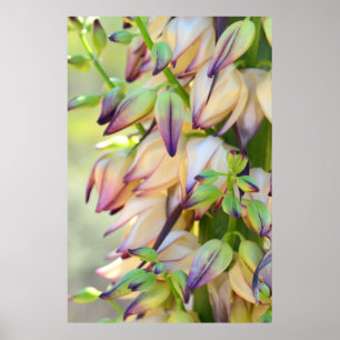poster de fleurs de yucca