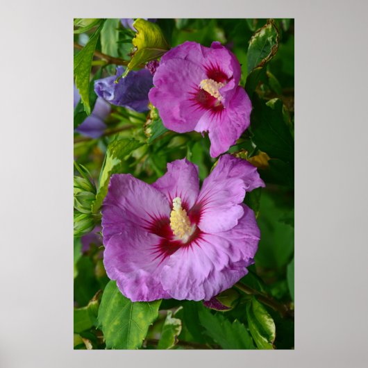 Poster de fleurs d'hibiscus pourpre (Devant)