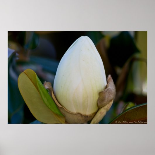 Poster de fleurs d'oeufs de Magnolia Sud (Devant)