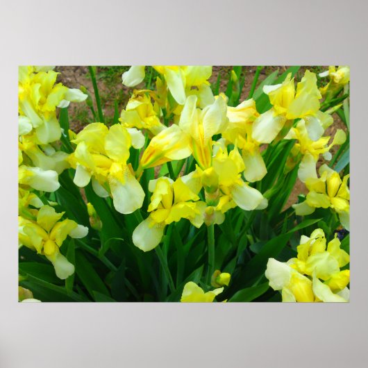 Poster de fleurs en iris jaune (Devant)