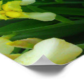 Poster de fleurs en iris jaune (Coin)