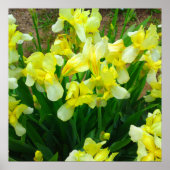 Poster de fleurs en iris jaune (Devant)
