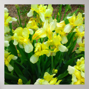 Poster de fleurs en iris jaune