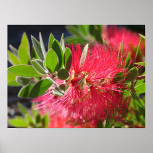 Poster de fleurs florales australiennes en brosse
