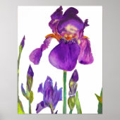 Poster de fleurs florales Iris Violet Iris Iris (Devant)