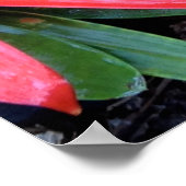 Poster de fleurs hawaïennes (Coin)