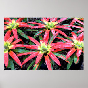 Poster de fleurs hawaïennes