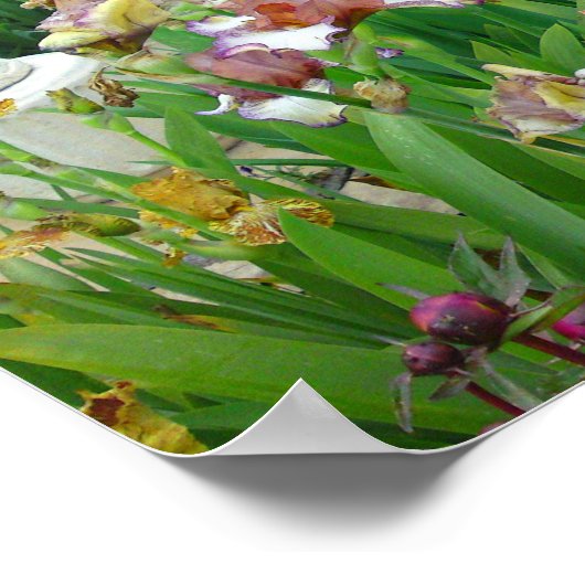 Poster de fleurs Iris de couleur mutil (Coin)