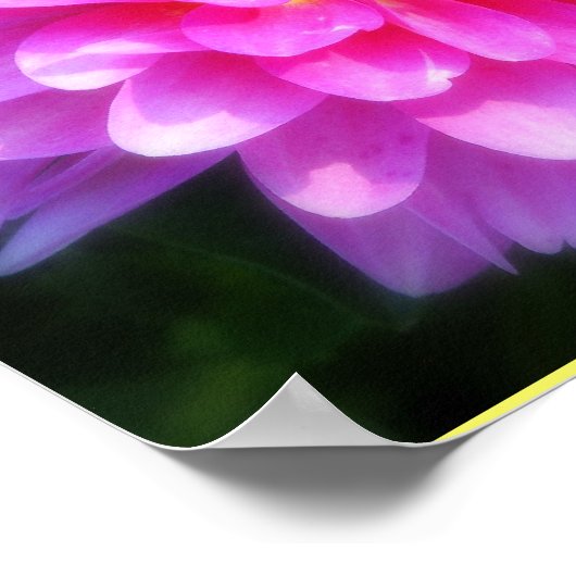 Poster de fleurs magenta (Coin)