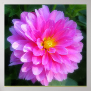Poster de fleurs magenta