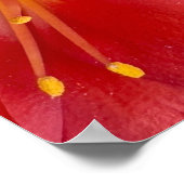 Poster de fleurs Natal Lily (Coin)