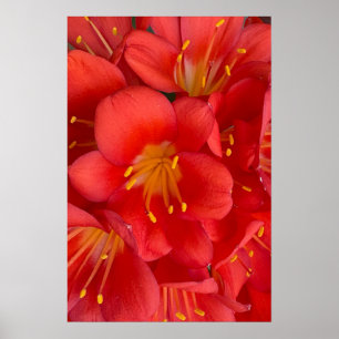 Poster de fleurs Natal Lily