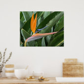 Poster de fleurs Oiseau du Paradis (Cuisine)