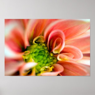 Poster de fleurs orange