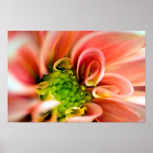 Poster de fleurs orange (Devant)