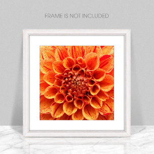 Poster de fleurs orange de gros plan
