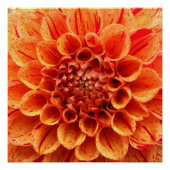 Poster de fleurs orange de gros plan (Devant)