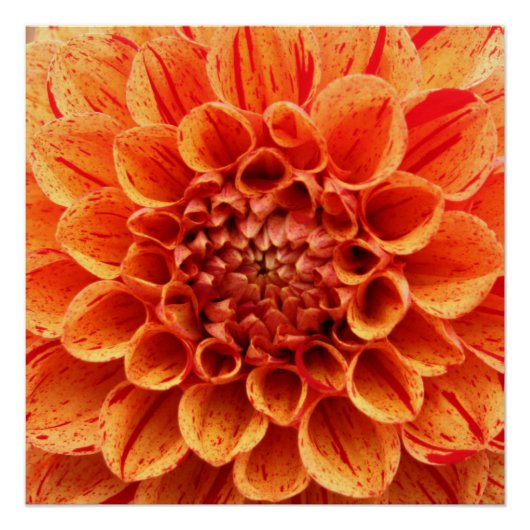 Poster de fleurs orange de gros plan (Devant)