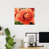 Poster de fleurs Peachy Ranunculus (Bureau à domicile)