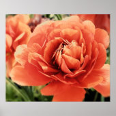 Poster de fleurs Peachy Ranunculus (Devant)