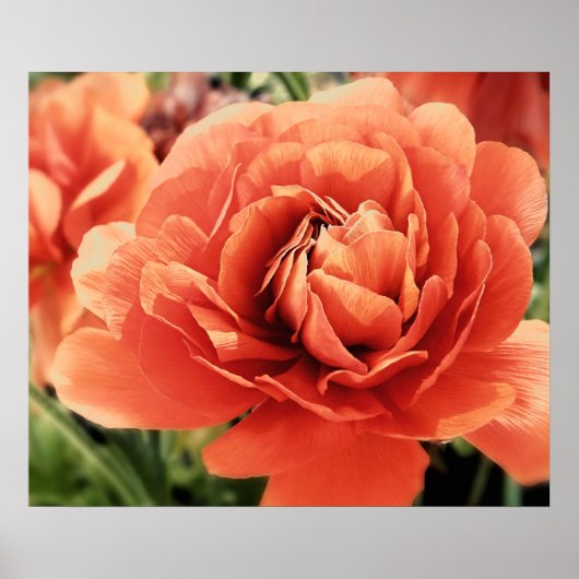 Poster de fleurs Peachy Ranunculus (Devant)