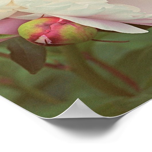 Poster de fleurs Peonies roses (Coin)