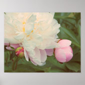 Poster de fleurs Peonies roses (Devant)