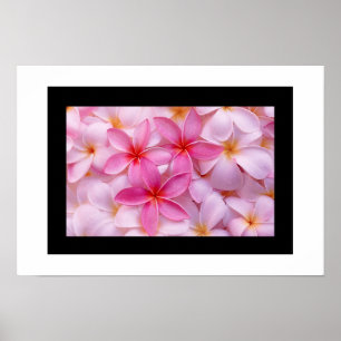 Poster de fleurs Plumeria