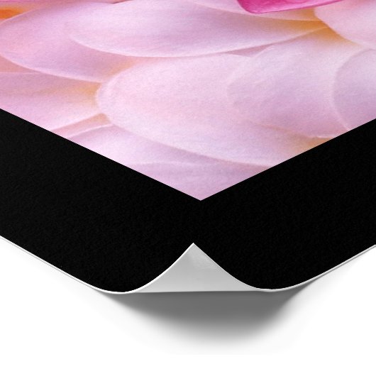 Poster de fleurs Plumeria (Coin)